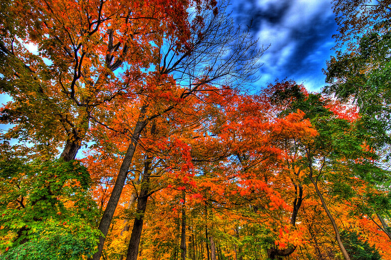 L 'arrivo dell 'autunno è salutato da Venere, più brillante che mai (fonte: paul bica, Flickr) - RIPRODUZIONE RISERVATA