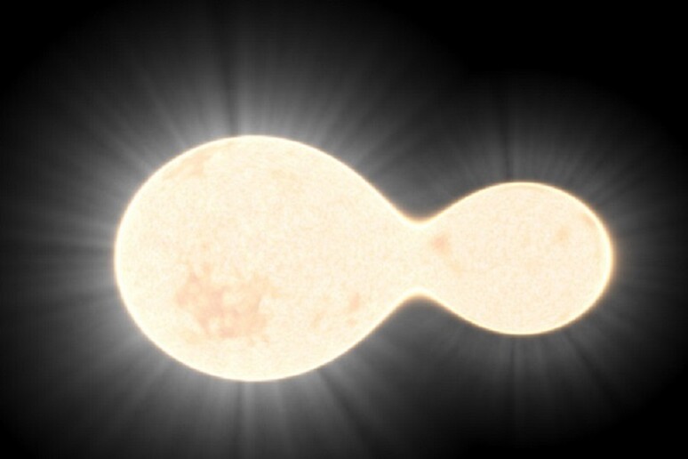 Rappresentazione artistica della coppia si stelle unite fra loro scoperta scoperta a 800 anni luce dalla Terra (fonte: Gruppo Astrofili Palidoro) - RIPRODUZIONE RISERVATA