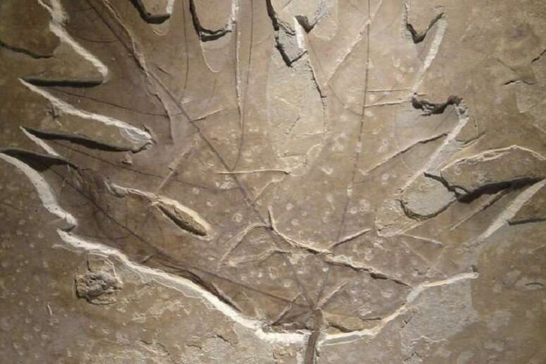 Una foglia fossile - RIPRODUZIONE RISERVATA