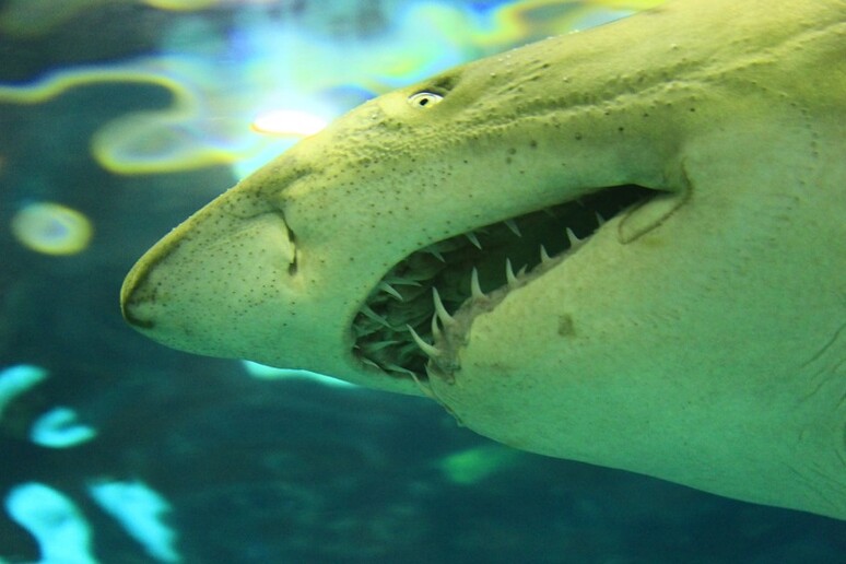 Conoscere il Dna dello squalo bianco aiuterà a tutelarlo dal rischio di estinzione (fonte: Pixabay) - RIPRODUZIONE RISERVATA