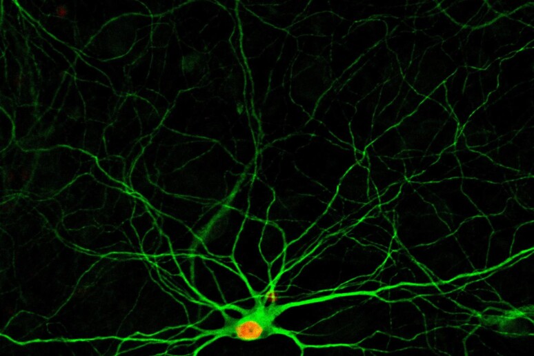 Rapprestazione grafica del neurone ottenuto modificando una cellule nervosa di tipo diverso graie  aun cocktail di farmaci (fonte: Gong Chen Lab, Penn State) - RIPRODUZIONE RISERVATA