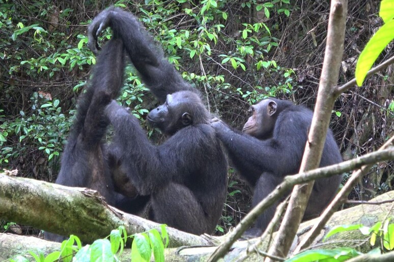 Scimpanzé nel parco nazionale Loango, nel Gabon (fonte: Tobias Deschner/Loango Chimpanzee Project) - RIPRODUZIONE RISERVATA