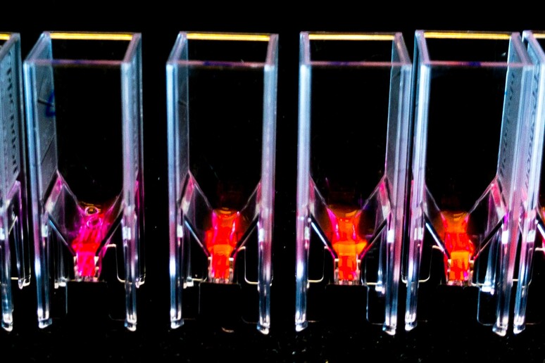 Le proteine fluorescenti delle microalghe (fonte: Università di Birmingham) - RIPRODUZIONE RISERVATA