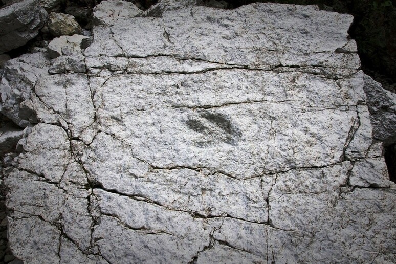 Impronte dinosauro nel Parco - Foto Parco dolomiti friulane - RIPRODUZIONE RISERVATA
