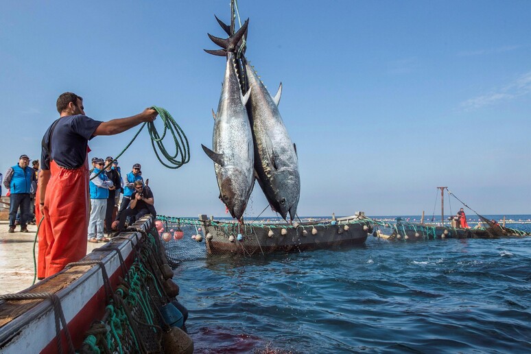 Pesca tonno rosso, sì Ministero a richieste Calabria - RIPRODUZIONE RISERVATA