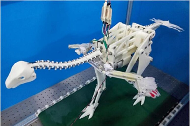 Il robot di dinosauro a dimensioni reali e in grado di correre a diverse velocità ha permesso di dimostrare che il movimento costringe le ali a battere in modo passivo (fonte: Talori et al.) - RIPRODUZIONE RISERVATA