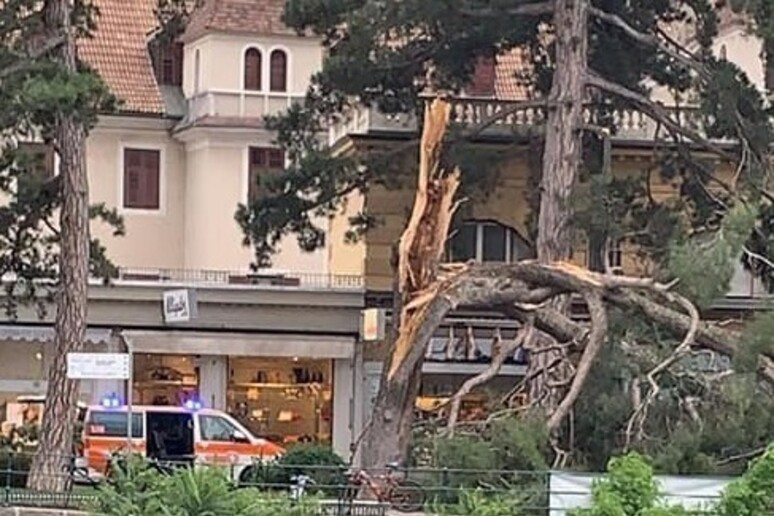Maltempo: crolla albero a Merano - RIPRODUZIONE RISERVATA