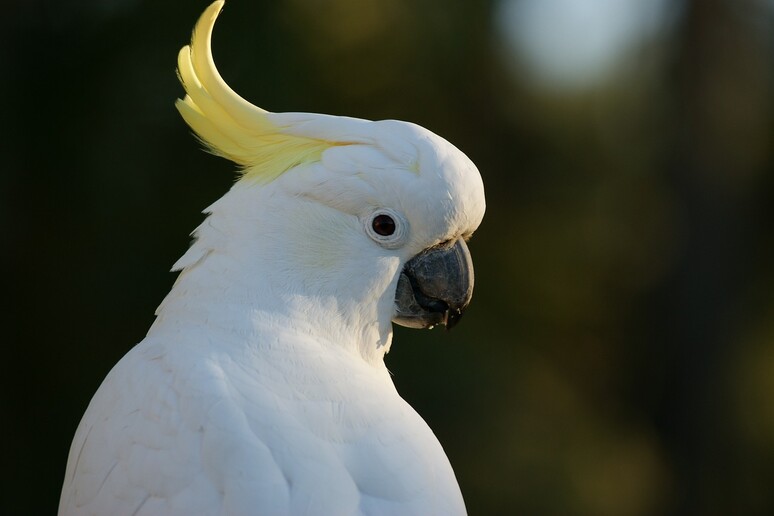 Il pappagallo ballerino Snowball è una celebrità sul web - RIPRODUZIONE RISERVATA