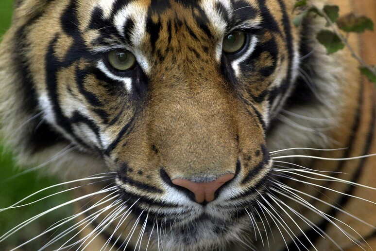 Una tigre in una foto di archivio - RIPRODUZIONE RISERVATA
