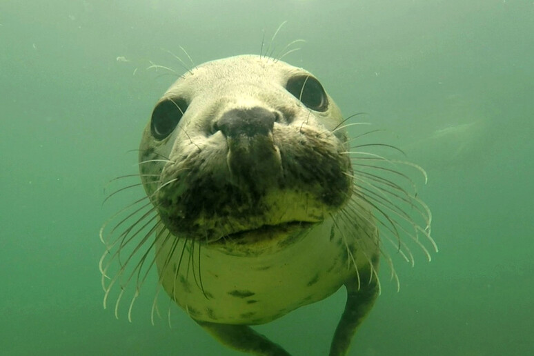 I maschi di foca grigia in amore battono le pinne sott 'acqua (fonte: Ben Burville) - RIPRODUZIONE RISERVATA