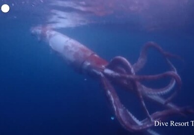 Giappone, un calamaro gigante nuota nelle acque al largo della costa occidentale