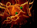 In verde particelle del coronavirus responsabile della Mers su cellule di cammello (fonte: NIAID, Colorado State University) (ANSA)