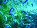 Raffigurazione di batteri resistenti agli antibiotici. (ANSA)
