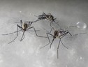 Zanzare della specie Aedes koreicus (fonte: Sara Epis, Università degli Studi di Milano) (ANSA)