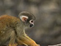 La scimmia scoiattolo ha una variante del gene antivirale che funziona nelle cellule umane (fonte: Pixabay) (ANSA)