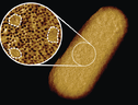 Immagine al microscopio di un batterio E. coli vivente. Una fitta rete di proteine ​​è interrotta da isole lisce e prive di proteine ​​(indicate da linee tratteggiate nell'inserto). credit: Benn et al. UCL (ANSA)