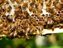 Le api possono diventare ‘sentinelle’ contro il virus SarsCoV2 (fonte: Pixabay) (ANSA)