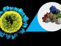 La proteina Spike del virus SarsCoV2 (fonte: M.E. Newman, Johns Hopkins Medicine/NIAID/NIH) (ANSA)