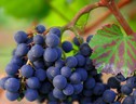 Dal Merlot al Pinot nero, i vini europei sono nati nel Caucaso (fonte: Pixabay) (ANSA)