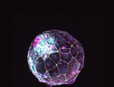 Il blastoide, l’avatar di un embrione umano allo stadio iniziale di sviluppo (fonte: Rivron/Nature/IMBA) (ANSA)