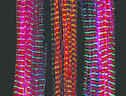  Le prime fibre muscolari sintetiche (fonte: Zeiss Microscopy/Flickr) (ANSA)
