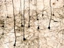 Scoperti i neuroni specchio anche nei roditori (fonte: Istituto Italiano di Tecnologia – Unife) (ANSA)