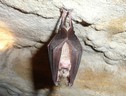 Un esemplare di pipistrello a ferro di cavalo (Rhinolophus ferrumequinum) (fonte: Marie Jullion da Wikipedia) (ANSA)