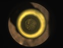 Il campione di roccia all’interno del tubo di titanio (fonte: NASA/JPL-Caltech) (ANSA)