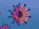 Schema di una particella del virus SarsCoV2 e del suo materiale genetico (fonte:  Innovative Genomics Institute) (ANSA)