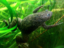 La rana della specie Xenopus laevis (fonte: P. Olivier) (ANSA)