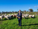 Pompei, il direttore Gabriel Zuchtriegel  con le nuove pecore (ANSA)