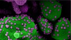 Particelle del virus SarsCoV2 su una cellula (fonte: NIAID) (ANSA)