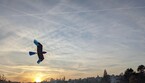 i ricercatori hanno progettato un drone ispirato all’anatomia degli uccelli, dotato di due ali, una coda e perfino piume artificiali (Fonte: Enrico Ajanic, EPFL) (ANSA)