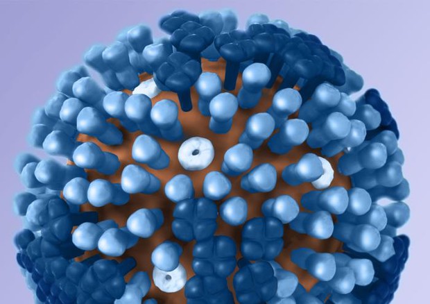 Il virus dell'influenza (fonte: CDC) © Ansa