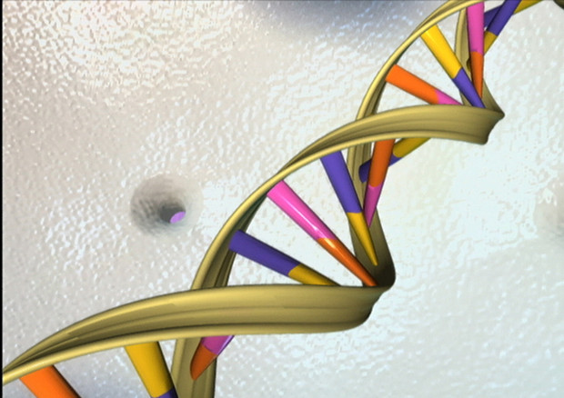 La struttura a doppia elica del Dna (fonte: National Human Genome Research Institute) © Ansa