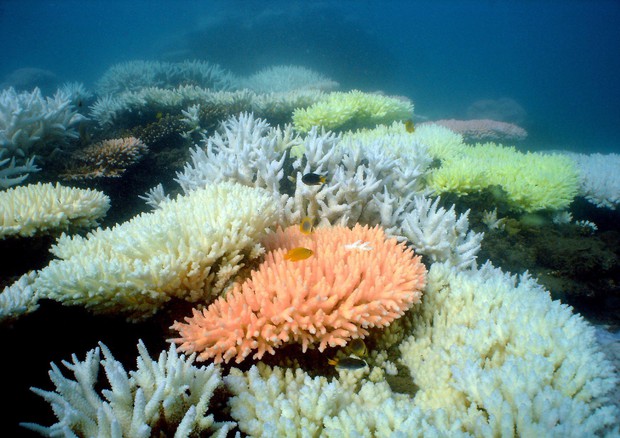 Barriera corallina in Australia. EPA/AIMS AUSTRALIA AND NEW ZEALAND © ANSA 