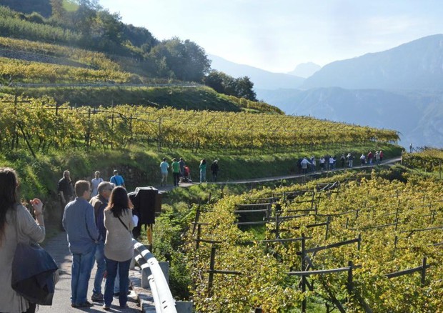 Trentino Regione vitivinicola dell'anno © ANSA