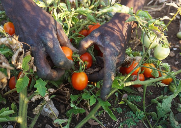 Caporalato: pomodori di giovani migranti della filiera etica © ANSA