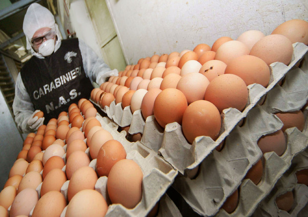 Bblitz dei carabinieri per tavole sicure blocca 90mila uova © ANSA