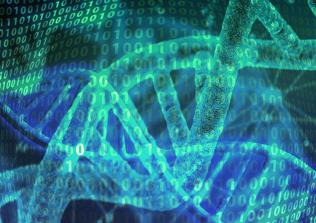 Interi genomi assemblati in pochi minuti su comuni pc (fonte: Pixabay) © Ansa