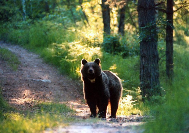 Provincia di Trento, ordinanza per abbattere l'orso © 