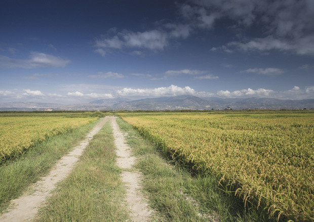 Avvio col maltempo raccolta riso al Nord, cresce Made in Sud (foto Andrea Moretti fonte: Ufficio stampa Agronauti) © ANSA