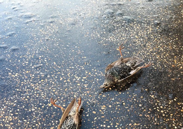 Botti: 'strage' uccelli a Roma, centinaia trovati su asfalto © ANSA