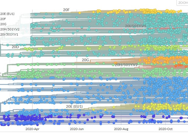 Le sequenze depositate nelle banche dati internazionali, nel grafico pubblicato sul sito del programma Nextstrain (fonte: Nextstrain) © Ansa
