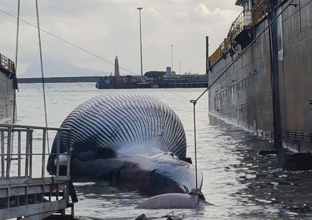Carcassa balenottera trasportata in porto a Napoli © ANSA