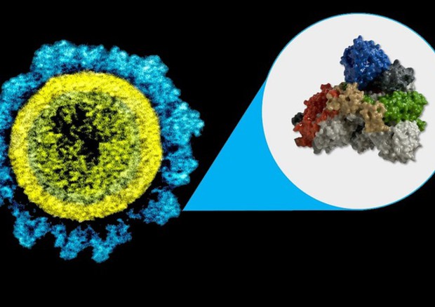La proteina Spike del virus SarsCoV2 (fonte: M.E. Newman, Johns Hopkins Medicine/NIAID/NIH) © Ansa