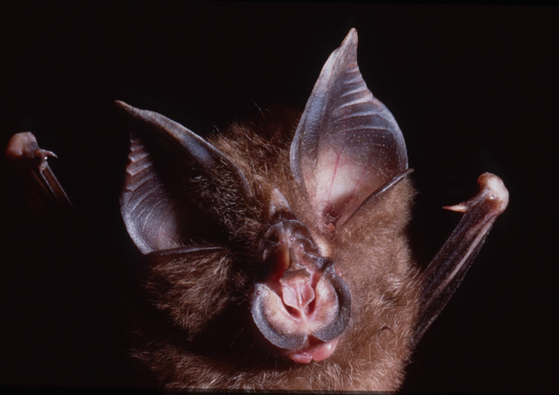 I virus ‘cugini’ di SarsCoV2 sono stati identificati in pipistrelli della specie Rhinolophus shameli (fonte: Ben Hayes) (ANSA)