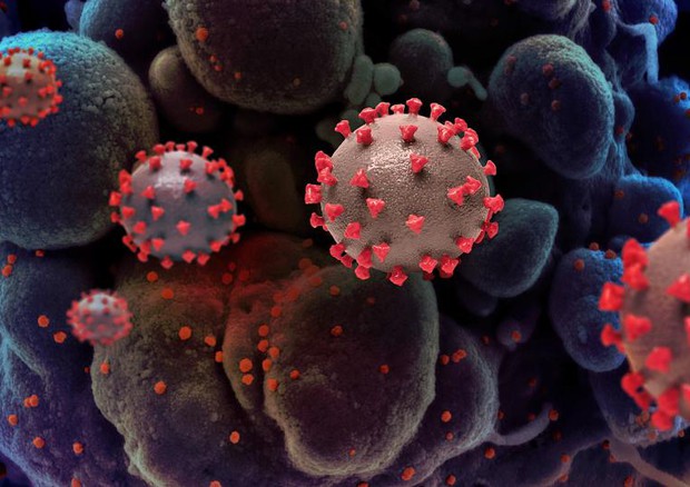 Particelle del virus SarsCoV2 su cellule (fonte: NIAID) © Ansa