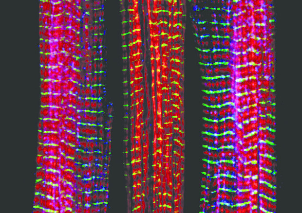  Le prime fibre muscolari sintetiche (fonte: Zeiss Microscopy/Flickr) © Ansa