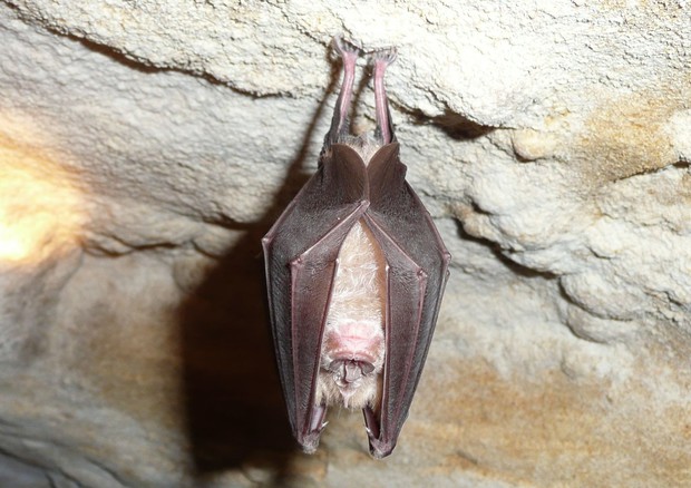 Un esemplare di pipistrello a ferro di cavalo (Rhinolophus ferrumequinum) (fonte: Marie Jullion da Wikipedia) © Ansa